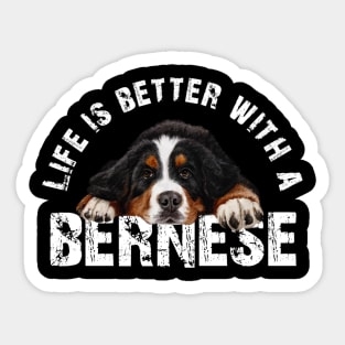 Bernese mountain dog Sticker